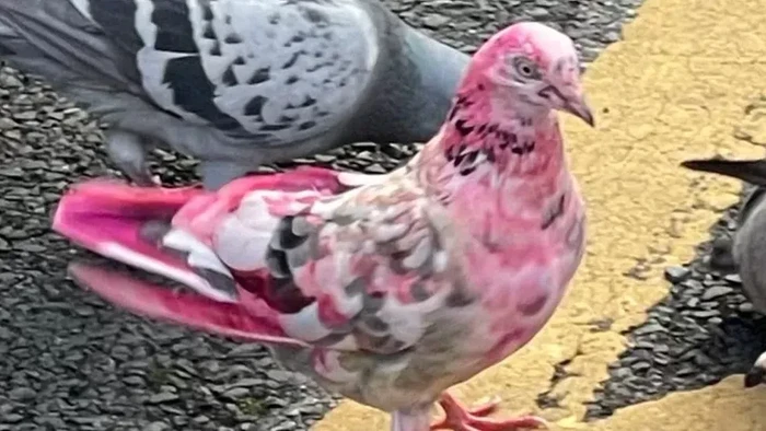 Merpati pink