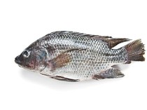 5 Ikan Air Tawar yang Tinggi Protein untuk Asupan Harian
