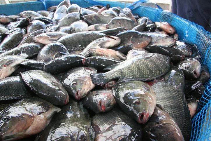 Ngeri! Wanita Ini Hampir Tewas Gegara Makan Ikan Nila