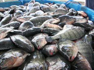 Jurus KKP Genjot Ekspor Fillet Ikan Nila ke AS hingga Jepang
