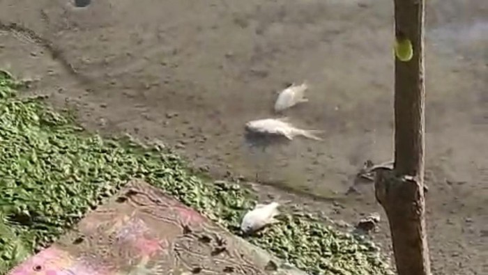 Warga di Kabupaten Pinrang, Sulawesi Selatan (Sulsel) mengeluhkan pabrik pengolahan rumput laut yang membuang limbahnya ke sungai tanpa diolah.