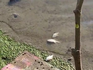 Warga di Pinrang Keluhkan Limbah Pabrik Cemari Sungai, Ikan-Padi Mati