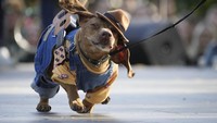 Saat parade para anjing ini dipakaikan kostum.  
