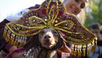 Anjing Dachshund Ikut Parade di Rusia, Bikin Gemas