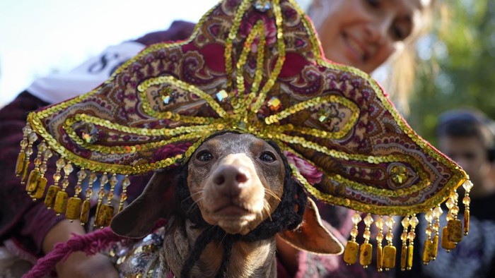 Russia Dachshund Parade A woman walks a podium with her dachshund during a dachshund parade festival in St. Petersburg, Russia, Saturday, Sept. 16, 2023. (AP Photo/Dmitri Lovetsky)