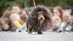 Anjing Dachshund Ikut Parade di Rusia, Bikin Gemas