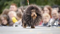 Tampak seekor dachshund menjelma seperti singa.  