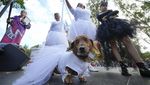 Anjing Dachshund Ikut Parade di Rusia, Bikin Gemas