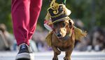 Anjing Dachshund Ikut Parade di Rusia, Bikin Gemas