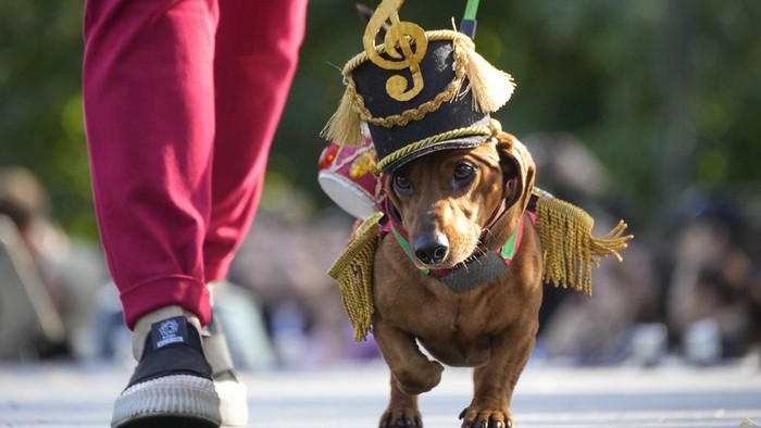 Russia Dachshund Parade A woman walks a podium with her dachshund during a dachshund parade festival in St. Petersburg, Russia, Saturday, Sept. 16, 2023. (AP Photo/Dmitri Lovetsky)