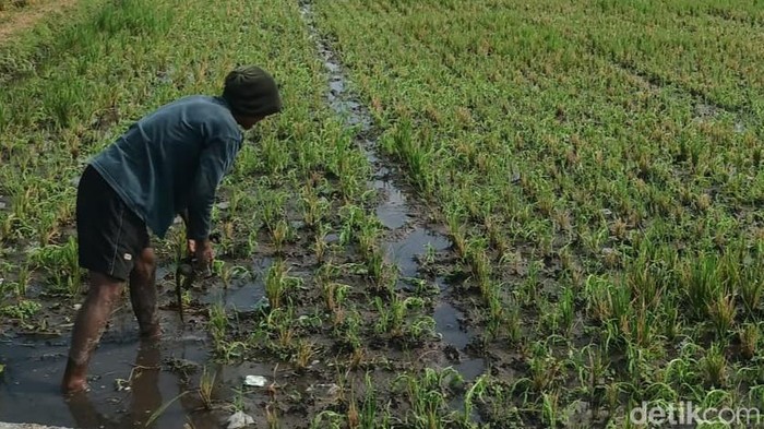 Wagimin, petani warga Desa Jembungan, Banyudono, Boyolali menyiangi tanaman padinya yang sebagian diserang hama sundep, Senin (18/9/2023).
