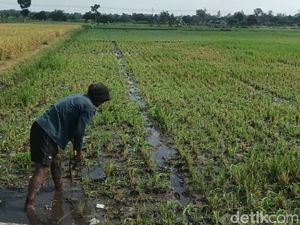 Petani Boyolali Galau Diserang Sundep, Padinya Mati Padahal Harga Lagi Tinggi