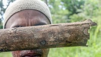 Untuk membuat tas atau singal, Chelsea mendapatkan bahan baku lembaran kulit kayu terap dari perajin lain di Tarakan.  