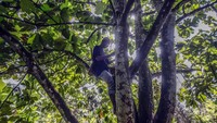 Pulau Kalimantan memiliki kekayaan alam yang luar biasa, salah satunya pohon terap yang hanya bisa ditemui di pulau tersebut. Tumbuhan dengan nama ilmiah Artocarpus odoratissimus itu merupakan sejenis pohon buah dari marga pohon nangka yang buahnya serupa nangka kecil dengan bau wangi yang kuat. Tidak hanya buahnya yang bisa dikonsumsi, kulit pohon terap ternyata dapat juga dimanfaatkan menjadi berbagai produk kerajinan bernilai ekonomi.  
