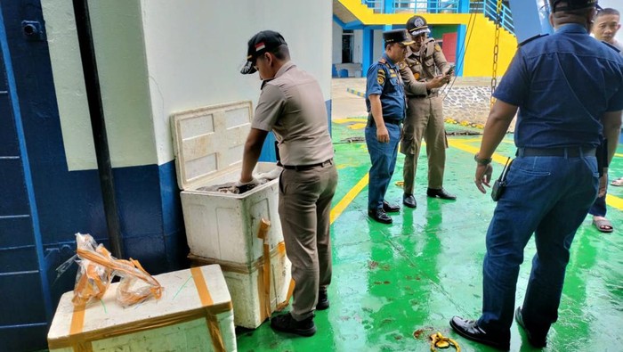 Balai Karantina Gorontalo menyita 150 Kg daging ular tanpa dokumen.