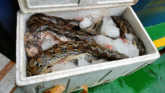 Balai Karantina Pertanian Gorontalo menyita daging ular sanca ilegal.