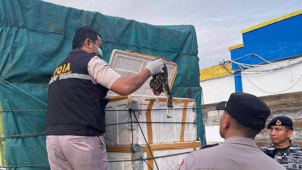 Balai Karantina Pertanian Gorontalo menyita daging ular sanca ilegal.