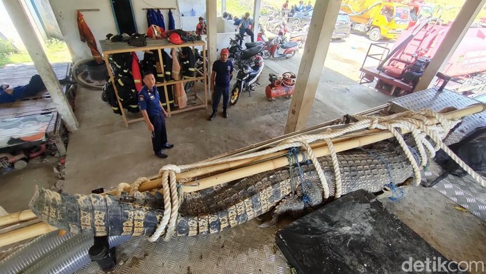 Buaya sepanjang 3,5 meter dievakuasi damkar di Polman.