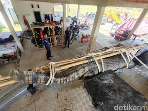 Warga di Polewali Mandar Tangkap Buaya 3,5 Meter Berkeliaran di Tambak Ikan