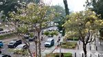 Bunga Tabebuya di Jalan Sudirman dan Kemang Raya Mulai Berguguran