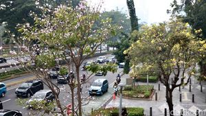 Bunga Tabebuya di Jalan Sudirman dan Kemang Raya Mulai Berguguran