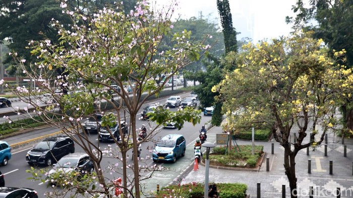 Bunga Tabebuya di Jalan Sudirman dan Kemang Raya Mulai Berguguran Sempat viral lantaran tengah menghiasi keindahan kota. Bunga Tabebuya di Jalan Sudirman dan Jalan Kemang Raya mulai berguguran, Selasa (19/9/2023).
