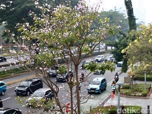 Bunga Tabebuya di Jalan Sudirman dan Kemang Raya Mulai Berguguran