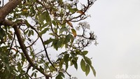 Sebelumya, bunga ini sempat menyita perhatian warga.