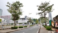 Selain di Jalan Sudirman, bunga yang di Jalan Kemang Raya juga mulai berguguran.  