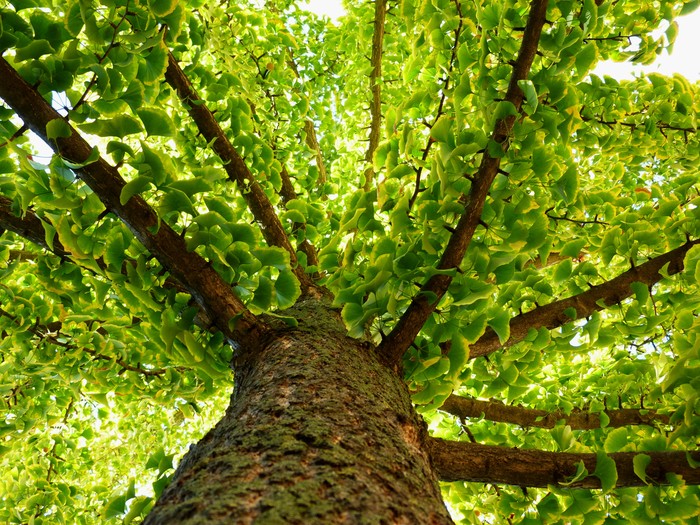 Ilustrasi ginkgo biloba