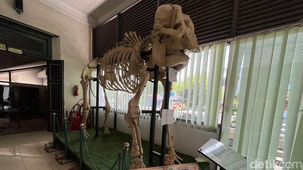 Kerangka Nyi Bodro gajah cerdas milik Keraton Jogja di Museum Biologi UGM, Senin (18/9/2023).