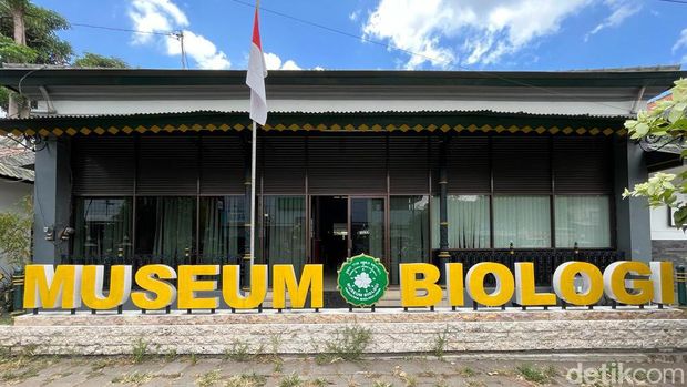 Kerangka Nyi Bodro gajah cerdas milik Keraton Jogja di Museum Biologi UGM, Senin (18/9/2023).