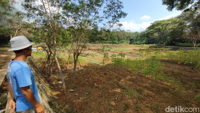 Kondisi Situ Rancabungur, Kelurahan Benteng Ciamis yang saat ini mengering akibat kemarau.