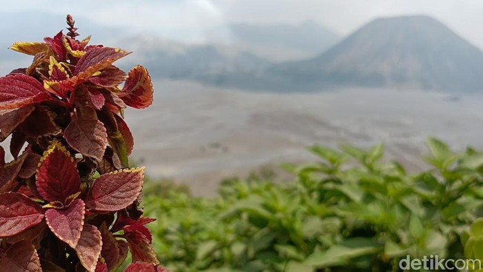 Kondisi terkini Gunung Bromo yang kembali dibuka usai kebakaran