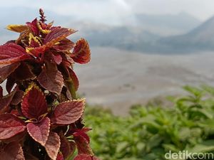 Suka Cita Pelaku Wisata Usai Bromo Dibuka Lagi