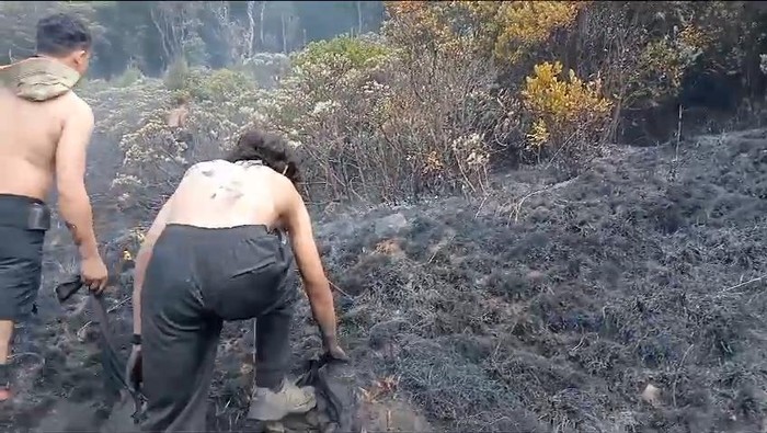 Lahan edelweis di Gunung Gede terbakar