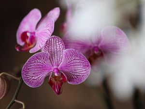 7 Tanaman Ini Efektif Cegah Jamur di Rumah