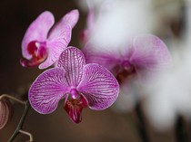 7 Tanaman Ini Efektif Cegah Jamur di Rumah