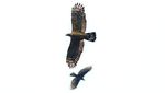 Potret Ribuan Raptor ke Jawa Barat dari Siberia