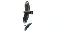 Mereka melakukan perjalanan dari Siberia. Para raptor itu tiba di kawasan hutan Gunung Sanggabuana sejak akhir Oktober 2023 lalu.