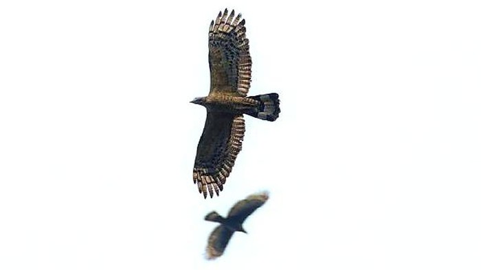 Peristiwa migrasi raptor di puncak gunung Sanggabuana Karawang