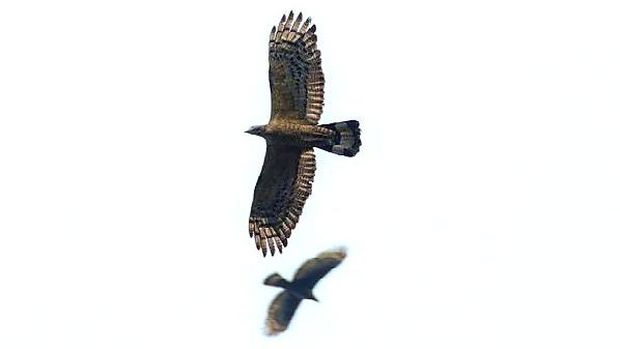 Peristiwa migrasi raptor di puncak gunung Sanggabuana Karawang