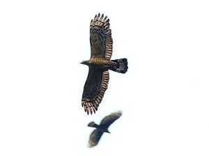 Ribuan Burung Raptor Migrasi dari Siberia ke Karawang, Pertanda Apa?