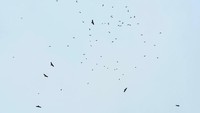 Burung-burung pemangsa ini bermigrasi dari daerah asalnya karena musim dingin. Para raptor singgah mencari cuaca hangat di wilayah tropis.