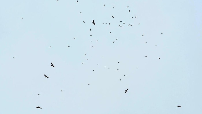 Peristiwa migrasi raptor di puncak gunung Sanggabuana Karawang