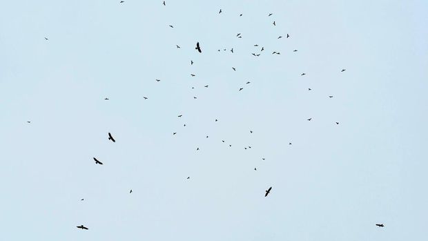 Peristiwa migrasi raptor di puncak gunung Sanggabuana Karawang