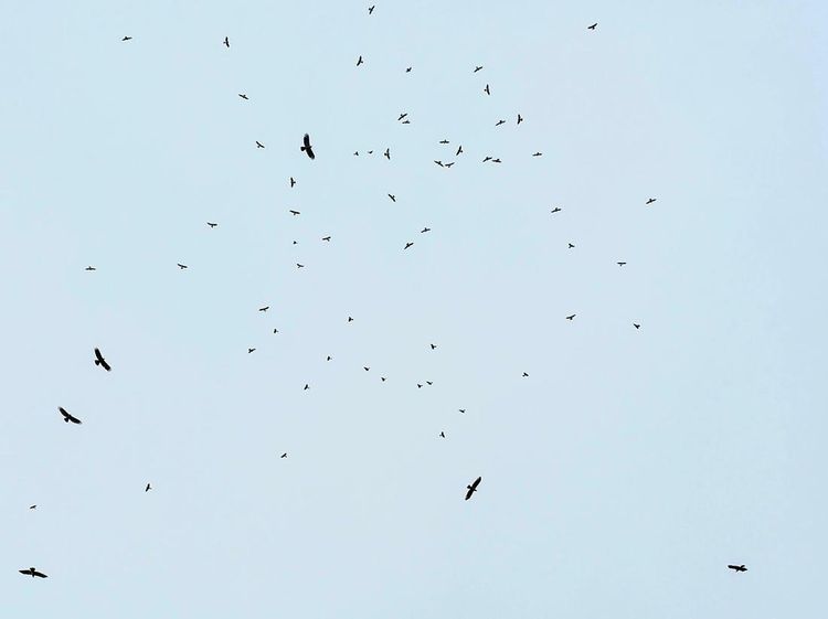 Potret Ribuan Raptor ke Jawa Barat dari Siberia