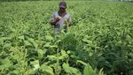 Lebih Cuan, Petani di Jombang Beralih Tanam Bayam