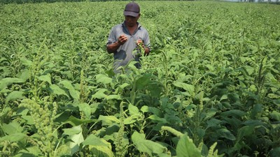 Lebih Cuan, Petani di Jombang Beralih Tanam Bayam