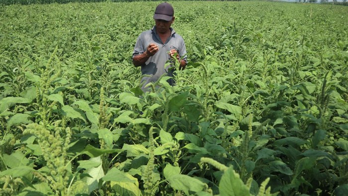 Petani mengecek tanaman bayam siap panen di areal persawahan Desa Bakalan, Kecamatan Sumobito, Kabupaten Jombang, Jawa Timur, Selasa (19/9/2023). Sejak dua tahun terakhir, sebagain petani di musim kemarau ini beralih menanam bayam karena perawatan lebih mudah dan aman dari serangan hama dibandingkan tanaman palawija, serta bisa menjual biji tanaman bayam ke tengkulak dengan harga Rp35 ribu per kilogram untuk pembibitan. ANTARA FOTO/Syaiful Arif/aww.